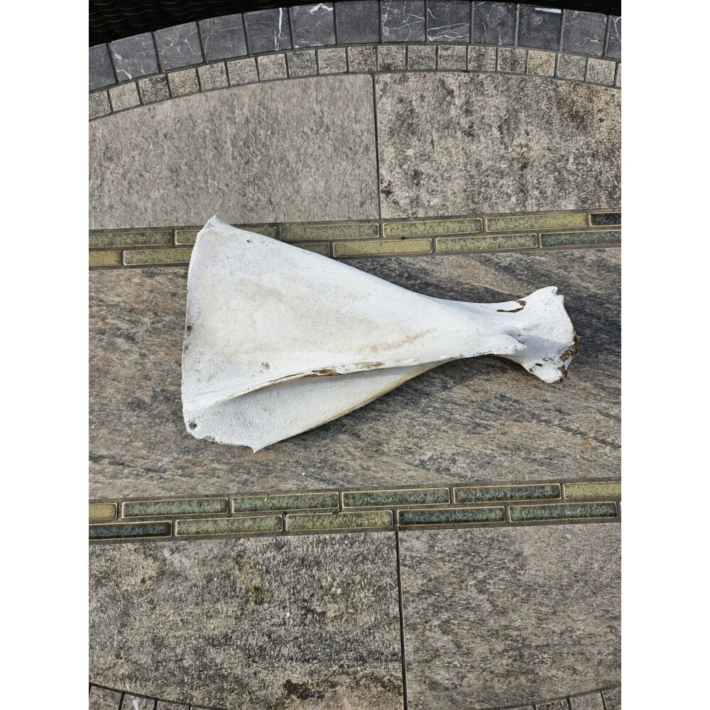 RARE Large WILD Horse Scapula Shoulder Bone From Washington State Eastern Wa